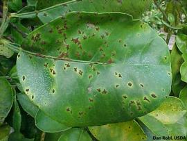            Star melanose on grapefruit leaf.   