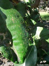            Melanose on grapefruit leaf.  Mature lesions/pustules are   reddish-brown and raised.   