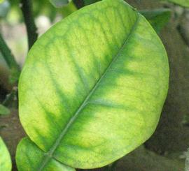            Leaf chlorosis caused by magnesium deficiency.   