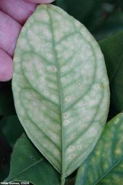            Measles leaf symptoms.   