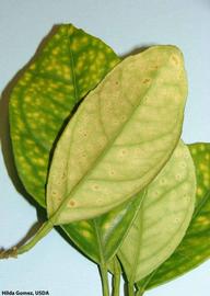            Measles leaf symptoms.   