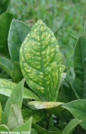            Measles symptoms on leaf.   