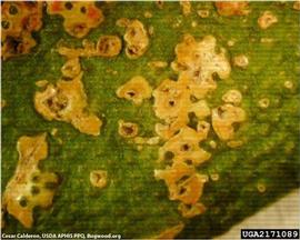            Close-up of melanose symptoms on fruit.   