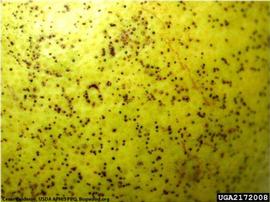            Close-up of melanose symptoms on fruit.   