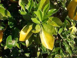            Whole-leaf chlorosis caused by nitrogen deficiency.   