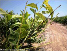            Leaf yellowing and shading and branch die back on lemon   tree.   