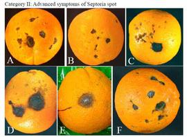            Advanced symptoms of septoria spot on fruit.  Photos by Jim Adaskaveg,   UCR.   