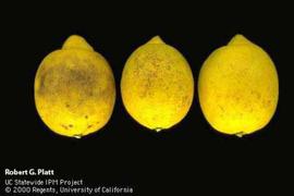            Septoria symptoms on fruit.   
