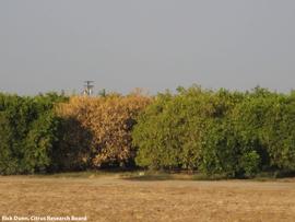            Tree symptom - quick decline.   
