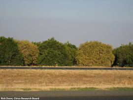            Tree symptom - Trees in decline along side healthy   trees.   