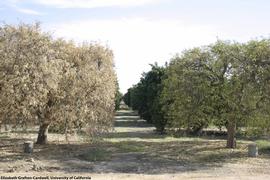            Tree symptom - quick decline.   