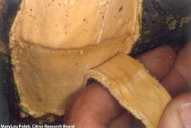            Tree symptom - quick decline at graft union.   