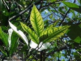            Leaf chlorosis caused by zinc deficiency (most often on young   foliage).   