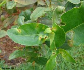           Leaf lesions.   