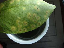            Close-up of measles lesions on leaf.   