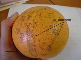            Melanose tear-streak pattern on fruit.   