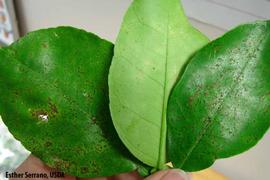            Melanose leaf symptoms.   