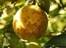            Sweet orange scab on Valencia fruit.   