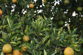            Whole-tree symptoms.   