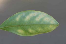           Symptoms on underside of leaf.   