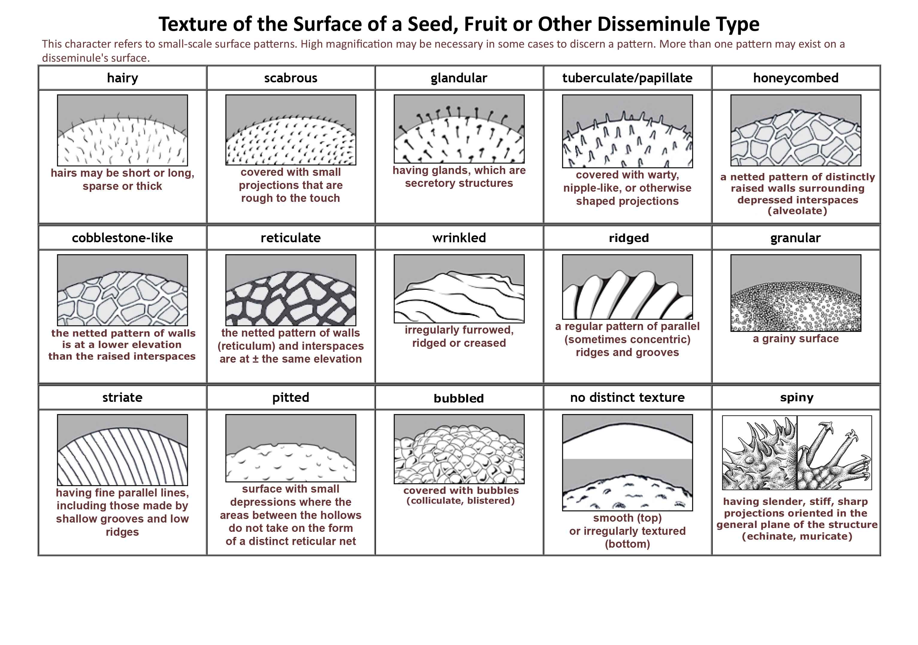 ITP | Morphology Diagram