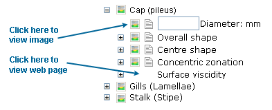 Media selection options