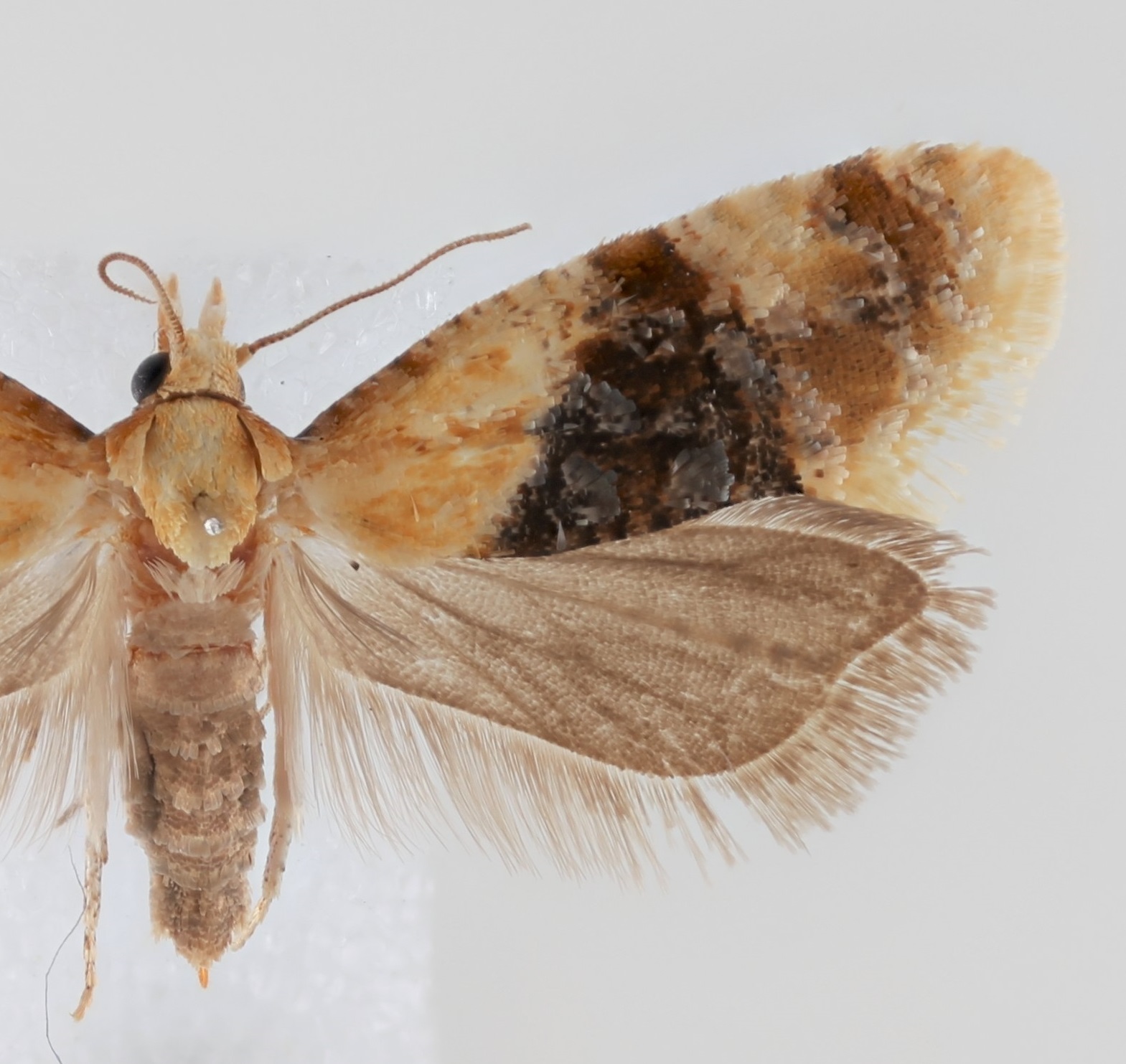 Cochylini | Tortricid ID