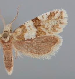 Gallery | Tortricid ID