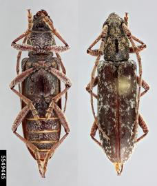   Anelaphus debilis  dorsal & ventral 

 Lindsey Seastone, Museum Collections: Coleoptera, USDA APHIS PPQ, Bugwood.org 
