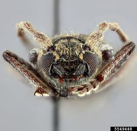   Anelaphus debilis  frontal 

 Lindsey Seastone, Museum Collections: Coleoptera, USDA APHIS PPQ, Bugwood.org 
