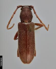   Anelaphus moestus  dorsal 

 Lindsey Seastone, Museum Collections: Coleoptera, USDA APHIS PPQ, Bugwood.org 
