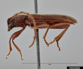   Anelaphus moestus  lateral 

 Lindsey Seastone, Museum Collections: Coleoptera, USDA APHIS PPQ, Bugwood.org 
