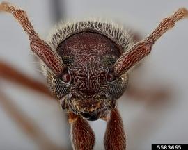   Anelaphus moestus  frontal 

 Lindsey Seastone, Museum Collections: Coleoptera, USDA APHIS PPQ, Bugwood.org 
