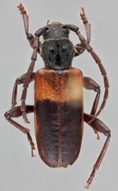   Semanotus amplus sequoiae  dorsal 
