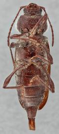   Hylotrupes bajulus  ventral 
