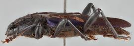   Semanotus amethystinus  lateral 
