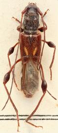  Molorchus (Caenoptera) minor  dorsal 
