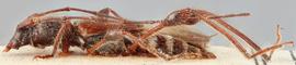   Molorchus (Caenoptera) minor  lateral 

