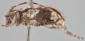   Poliaenus oregonus  lateral 
