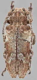   Niphona picticornis  dorsal 
