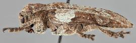   Niphona picticornis nbsp;lateral 
