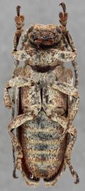   Niphona picticornis nbsp;ventral 
