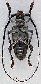   Anoplophora glabripennis  ventral 
