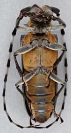   Apriona rugicollis rugicollis  ventral 
