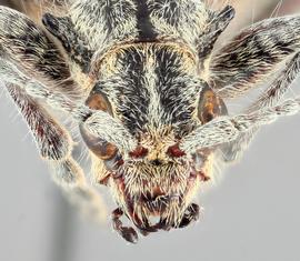   Rhagium inquisitornbsp; frontal 
