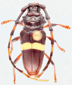   Trachyderes succincta  dorsal 
