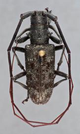   Monochamus c. latus  male dorsal 
