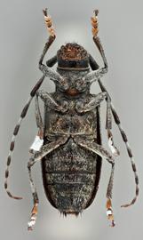   Monochamus impluviatus  female ventral 
