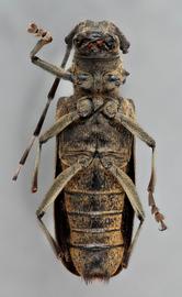   Monochamus s. sartor  female ventral 
