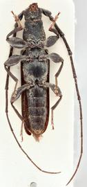   Delagrangeus angustissimus  ventral 
